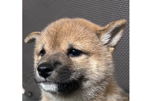 成約済の福岡県の豆柴-354136の6枚目