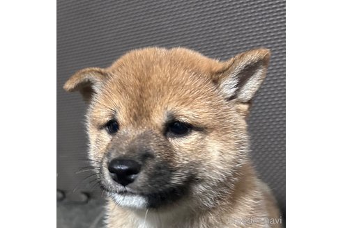 成約済の福岡県の豆柴-354136の8枚目