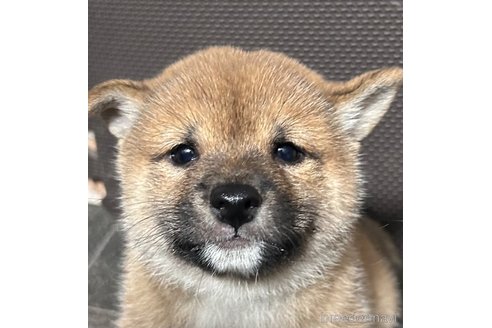 成約済の福岡県の豆柴-354136の1枚目