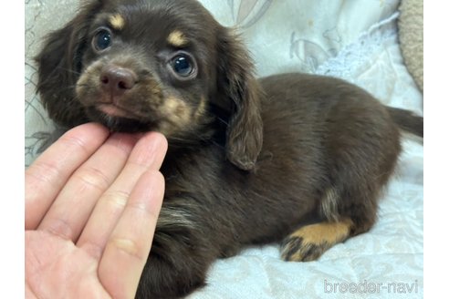 成約済の香川県のチワックス:チワワ×ミニチュアダックスフンド-348907の8枚目