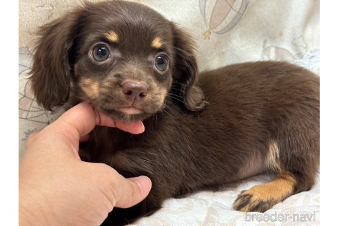 成約済の香川県のチワックス:チワワ×ミニチュアダックスフンド-348907の9枚目