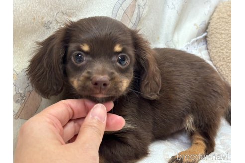 成約済の香川県のチワックス:チワワ×ミニチュアダックスフンド-348907の1枚目