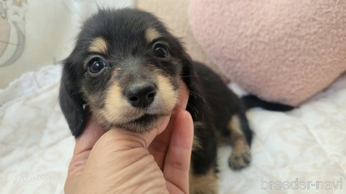 成約済の香川県のミニチュアダックスフンド(ロングヘアード)-354142の7枚目