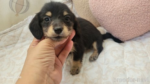 成約済の香川県のミニチュアダックスフンド(ロングヘアード)-354142の2枚目