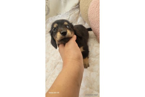 成約済の香川県のミニチュアダックスフンド(ロングヘアード)-354143の7枚目