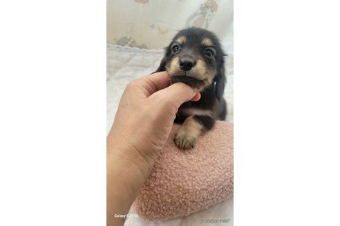 成約済の香川県のミニチュアダックスフンド(ロングヘアード)-354143の4枚目