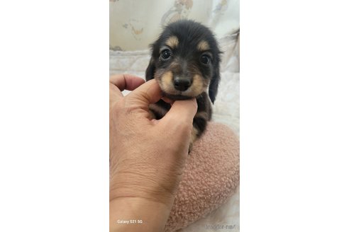 成約済の香川県のミニチュアダックスフンド(ロングヘアード)-354143の5枚目