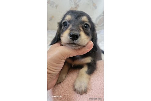 成約済の香川県のミニチュアダックスフンド(ロングヘアード)-354144の5枚目