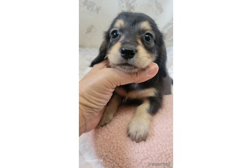 成約済の香川県のミニチュアダックスフンド(ロングヘアード)-354144の1枚目