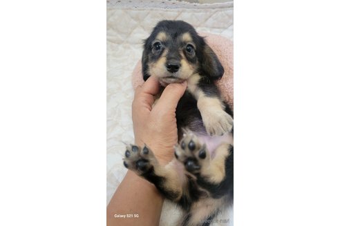 成約済の香川県のミニチュアダックスフンド(ロングヘアード)-354144の2枚目