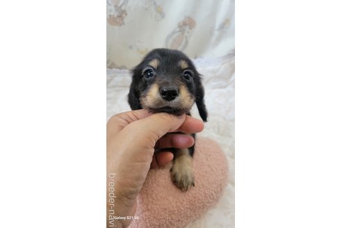 成約済の香川県のミニチュアダックスフンド(ロングヘアード)-354146の7枚目