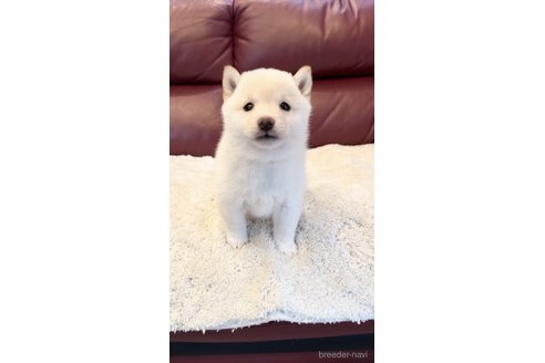 成約済の福岡県の豆柴-354174の1枚目