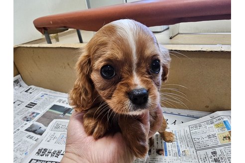 成約済の愛知県のキャバリアキングチャールズスパニエル-354175の9枚目
