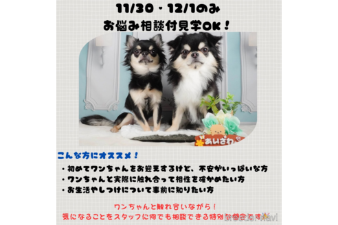 成約済の静岡県のマルプー:マルチーズ×トイプードル-347534の3枚目