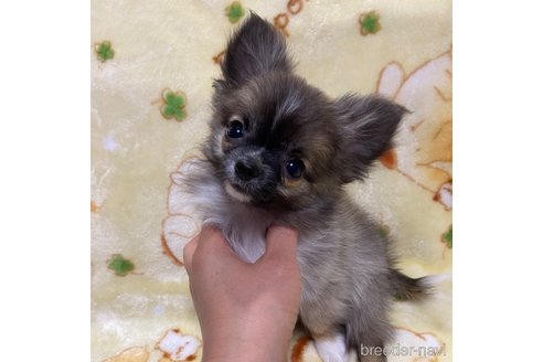 成約済の福岡県のチワワ(ロングコート)-350105の6枚目