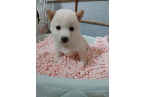 成約済の高知県の豆柴-349252の1枚目