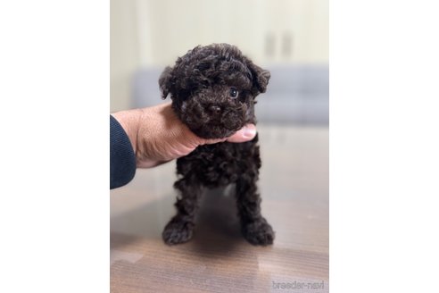 成約済の静岡県のタイニープードル-351968の4枚目