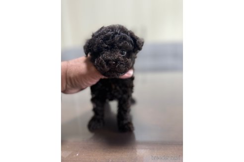 成約済の静岡県のタイニープードル-351968の2枚目