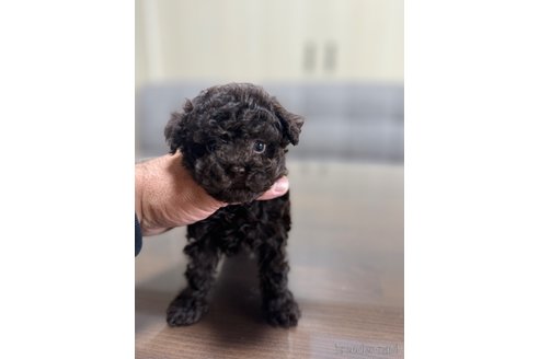 成約済の静岡県のタイニープードル-351968の3枚目