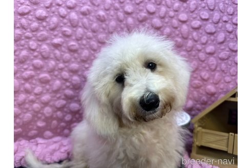成約済の茨城県のビションフリーゼ-352466の6枚目