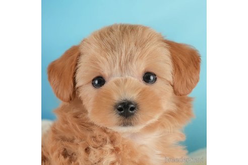 成約済の埼玉県のマルプー:マルチーズ×トイプードル-354236の1枚目