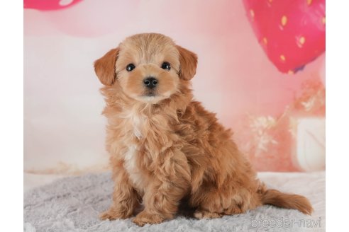 成約済の埼玉県のマルプー:マルチーズ×トイプードル-354236の8枚目