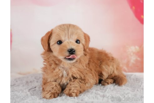 成約済の埼玉県のマルプー:マルチーズ×トイプードル-354236の9枚目