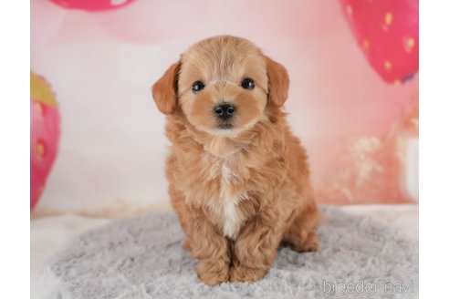 成約済の埼玉県のマルプー:マルチーズ×トイプードル-354236の10枚目