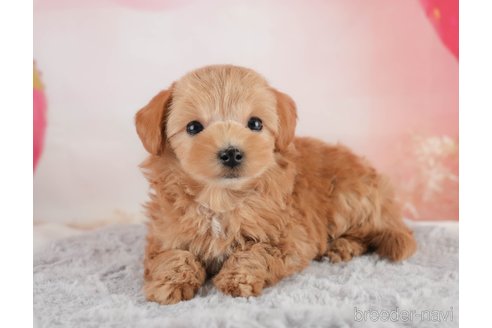 成約済の埼玉県のマルプー:マルチーズ×トイプードル-354236の4枚目