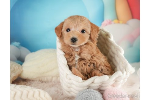 成約済の埼玉県のマルプー:マルチーズ×トイプードル-354236の5枚目