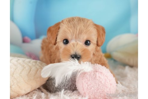 成約済の埼玉県のマルプー:マルチーズ×トイプードル-354236の6枚目