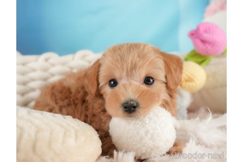 成約済の埼玉県のマルプー:マルチーズ×トイプードル-354236の7枚目