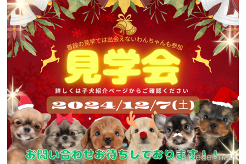 成約済の埼玉県のマルプー:マルチーズ×トイプードル-354236の3枚目