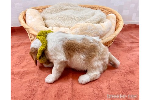 成約済の埼玉県のキャバリアキングチャールズスパニエル-352744の3枚目