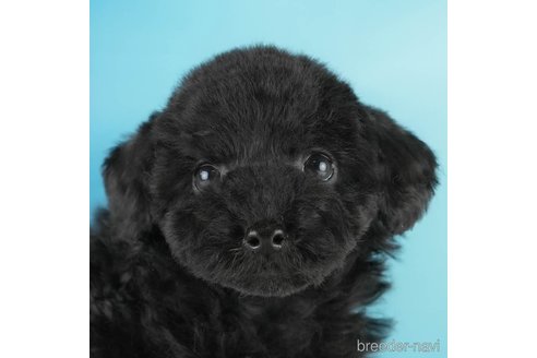 成約済の埼玉県のトイプードル-354255の1枚目