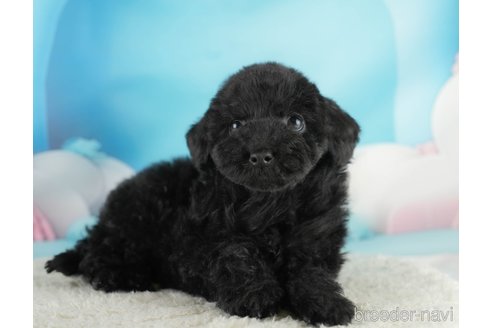 成約済の埼玉県のトイプードル-354255の9枚目