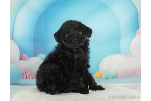 成約済の埼玉県のトイプードル-354255の10枚目