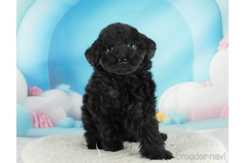 成約済の埼玉県のトイプードル-354255の3枚目