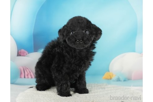 成約済の埼玉県のトイプードル-354255の4枚目