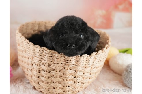 成約済の埼玉県のトイプードル-354255の5枚目