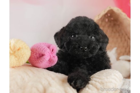 成約済の埼玉県のトイプードル-354255の7枚目