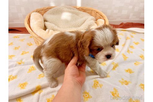 成約済の埼玉県のキャバリアキングチャールズスパニエル-351184の4枚目