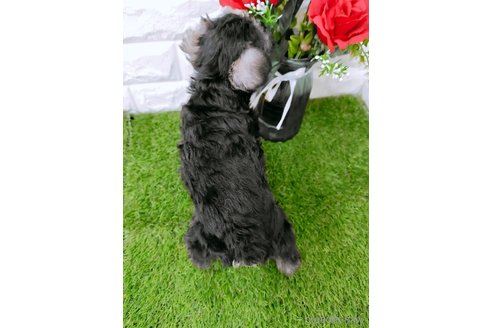 成約済の岡山県のミニチュアシュナウザー-354257の3枚目