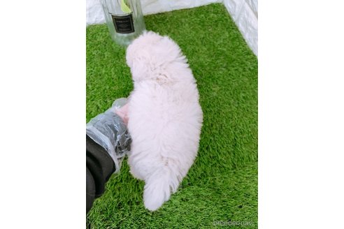 成約済の岡山県のマルプー:マルチーズ×トイプードル-354259の8枚目