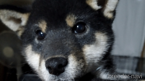 成約済の千葉県の柴犬-337117の2枚目