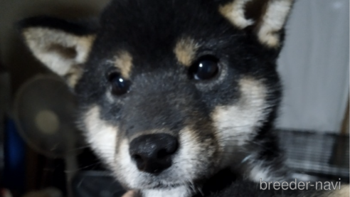 成約済の千葉県の柴犬-337117