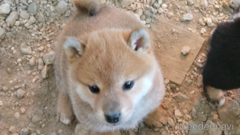 成約済の千葉県の柴犬-352204の2枚目