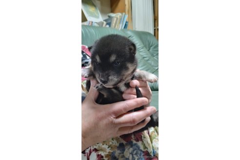 成約済の岩手県の柴犬-354319の2枚目