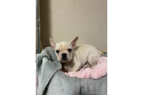 成約済の岡山県のフレンチブルドッグ-332432の8枚目