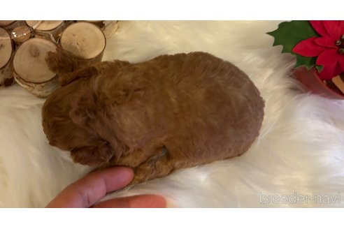 成約済の愛媛県のタイニープードル-354323の6枚目